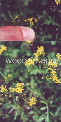 fieldcress, yellow